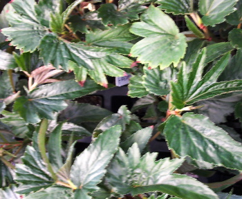 B. ‘Freda's Folly’